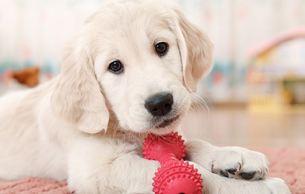 Puppy with a Toy